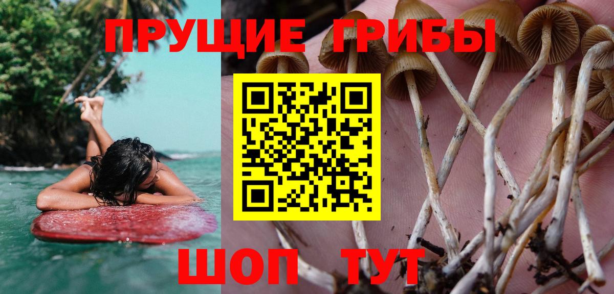 Галлюциногенные грибы Psilocybe Мценск