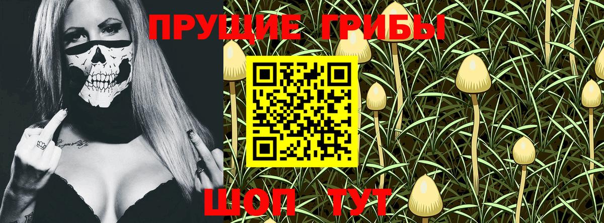 Псилоцибиновые грибы MAGIC MUSHROOMS  как найти   Мценск  Галлюциногенные грибы Psilocybine cubensis 